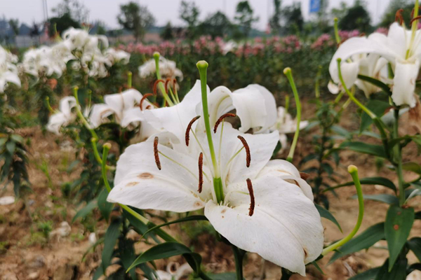 1627956842524059302.jpg 图片1.jpg